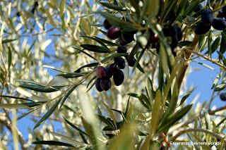 ACEITUNAS Y OLIVOS