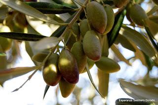 ACEITUNAS Y OLIVOS