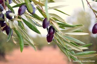 ACEITUNAS Y OLIVOS