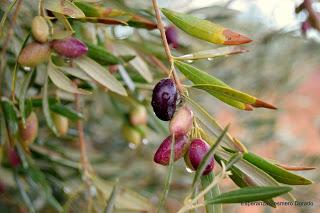 ACEITUNAS Y OLIVOS