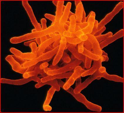 Bacterias con potencial terapeutico