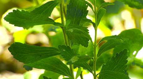 LA ESTEVIA, MÁS SANA QUE EL AZÚCAR O LA SACARINA