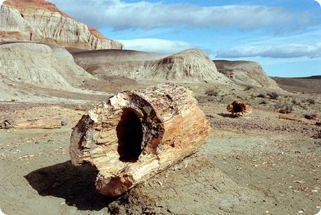 El bosque petrificado Jaramillo está considerado uno de los yacimientos fósiles más importantes de la Argentina.