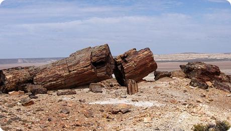 El bosque petrificado Jaramillo está considerado uno de los yacimientos fósiles más importantes de la Argentina.