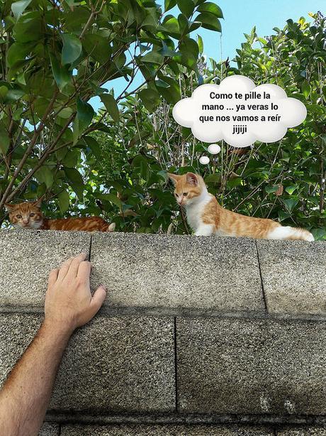 Estamos tan Agustito CXVI. Si si, acercateeeeeeee #funny Estamos tan agustito