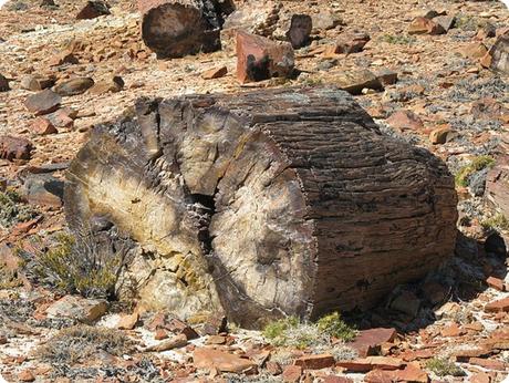 Los Bosques Petrificados son un testimonio naturalcon más de 150 millones de años.