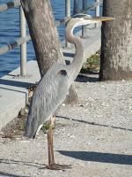 Blue Heron