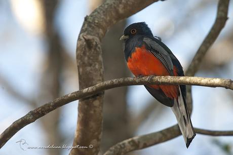 Surucuá común (Surucua Trogon) Trogon surrucura