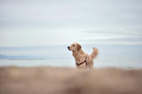 El sueño de Brut Concentracio_platja 30