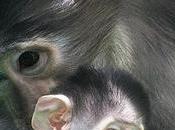 Nace mangabey gris cautividad zoológico Barcelona