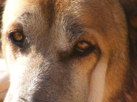 2010_1020gossosle0354