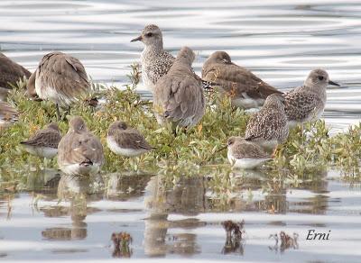 LA PRIMERA NIEVE DEL AÑO