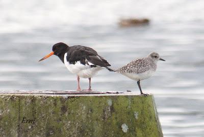 LA PRIMERA NIEVE DEL AÑO