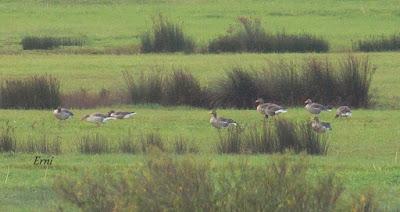 LA PRIMERA NIEVE DEL AÑO