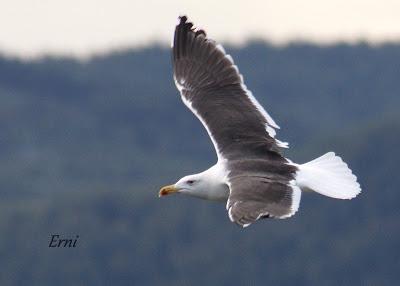 LA PRIMERA NIEVE DEL AÑO