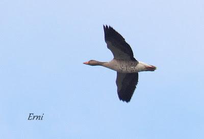 LA PRIMERA NIEVE DEL AÑO