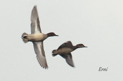 LA PRIMERA NIEVE DEL AÑO