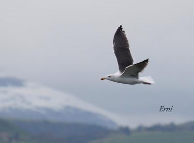 LA PRIMERA NIEVE DEL AÑO