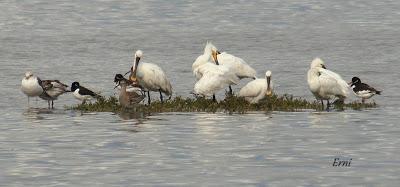 LA PRIMERA NIEVE DEL AÑO