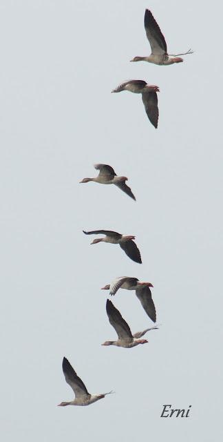 LA PRIMERA NIEVE DEL AÑO