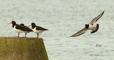 LA PRIMERA NIEVE DEL AÑO