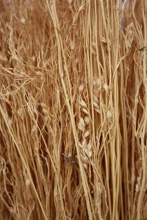 Utensilios, Aperos y Máquinas del ayer: Escobas de Mijo Utensilios, Aperos y Máquinas del ayer: Escobas de Mijo