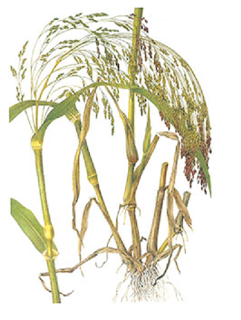 Utensilios, Aperos y Máquinas del ayer:  Escobas de Mijo