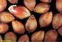 Utensilios, Aperos y Máquinas del ayer:  Escobas de Mijo