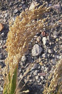 Utensilios, Aperos y Máquinas del ayer:  Escobas de Mijo