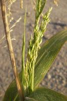 Utensilios, Aperos y Máquinas del ayer:  Escobas de Mijo