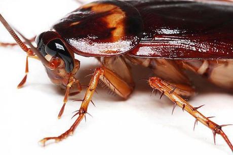 las cucarachas suponen un riesgo real para la Salud: ¿Qué debe hacer para deshacerse de una infestación?