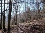 Selva Irati