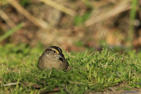 Cachilo ceja amarilla en la RECS
