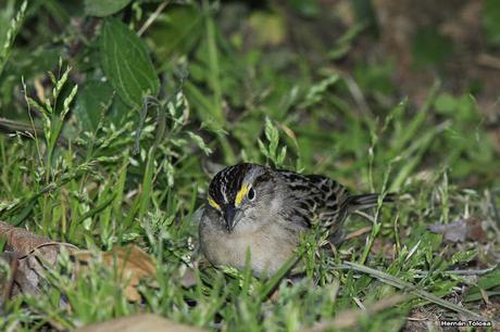 Cachilo ceja amarilla en la RECS