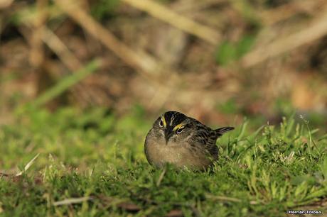 Cachilo ceja amarilla en la RECS