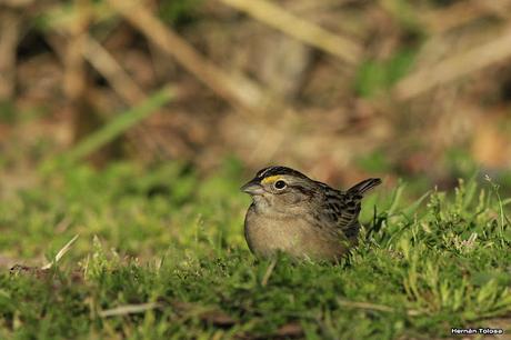 Cachilo ceja amarilla en la RECS