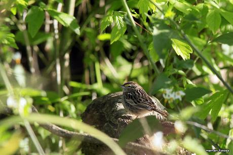 Cachilo ceja amarilla en la RECS