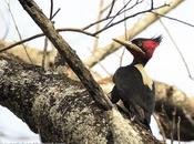 Carpintero lomo blanco (Cream-backed Woodpecker) Campephilus leucopogon