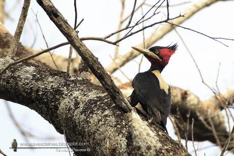 Carpintero lomo blanco (Cream-backed Woodpecker) Campephilus leucopogon