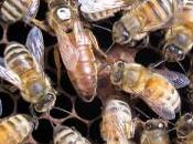 Patologías reina abejas pathologies queen bee.
