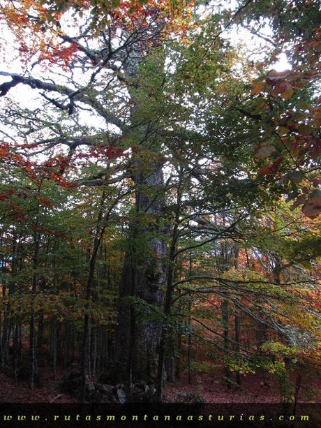 Ruta Bosque de Peloño: El Roblón