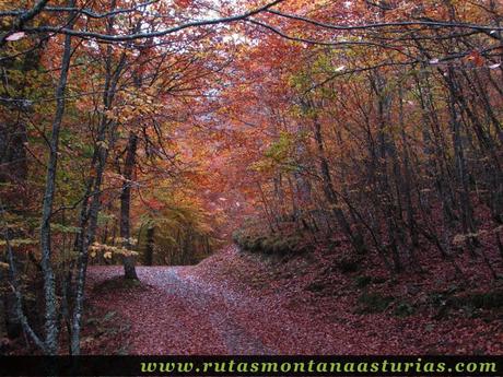 Ruta Bosque de Peloño