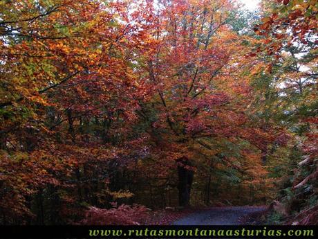 Bosque de Peloño