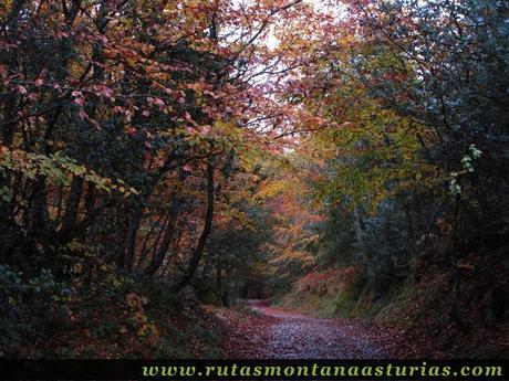 Ruta Bosque de Peloño