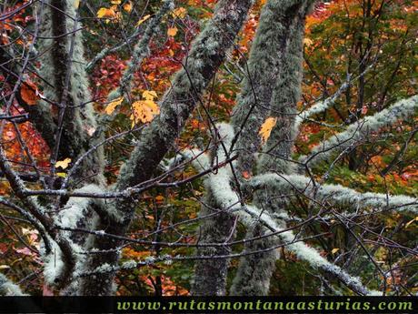 Ruta Bosque de Peloño: Líquenes