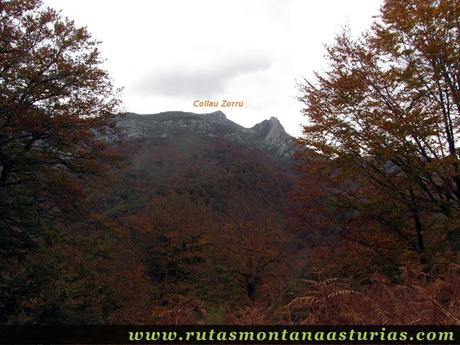 Ruta Bosque de Peloño: Vista del Collau Zorru