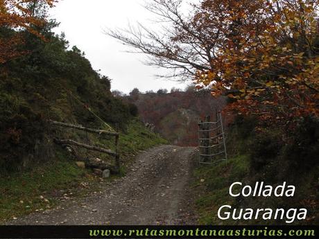 Ruta Bosque de Peloño: Collada Guaranga