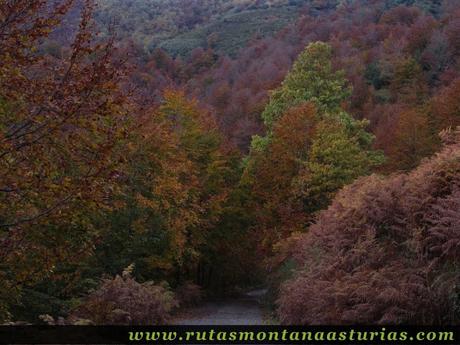Ruta Bosque de Peloño: de collada Granceno al roblón