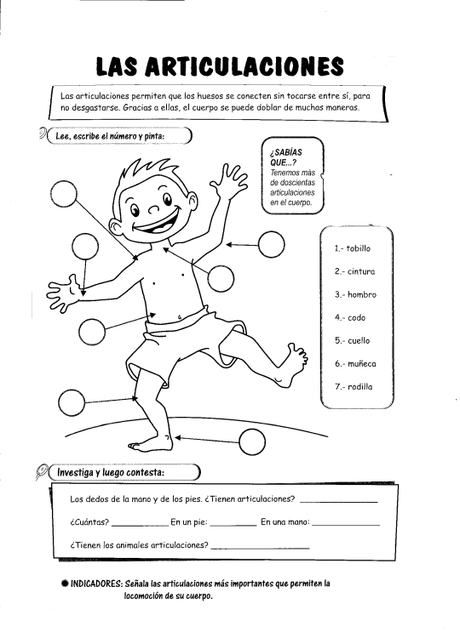 10 Las articulaciones