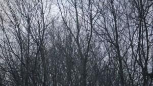 Lo que queda de las tardes de invierno.